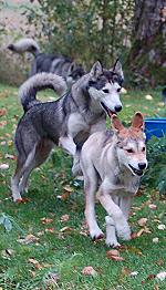 Pippi og Boreal